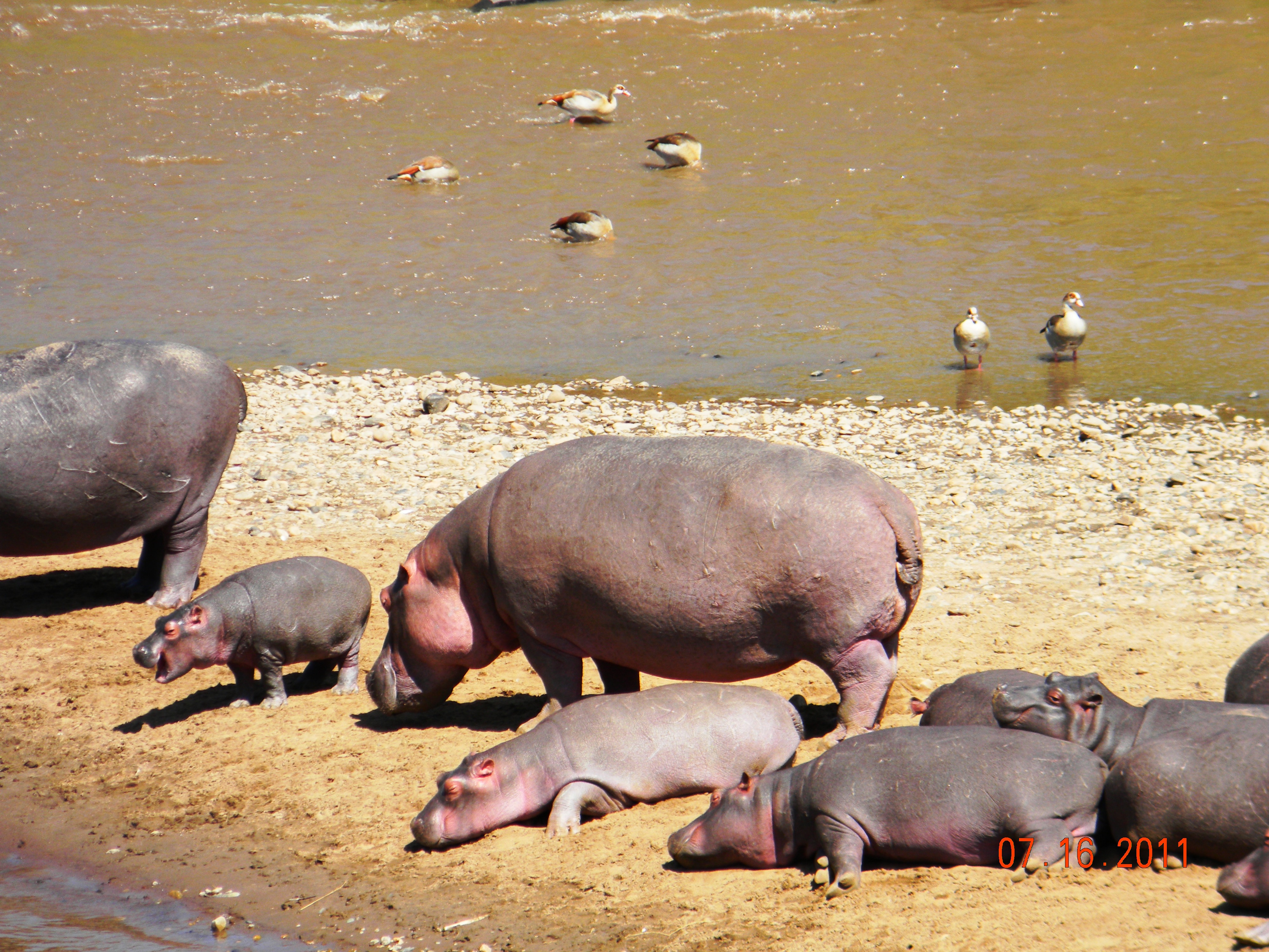 Hippos, Egyptian Geese