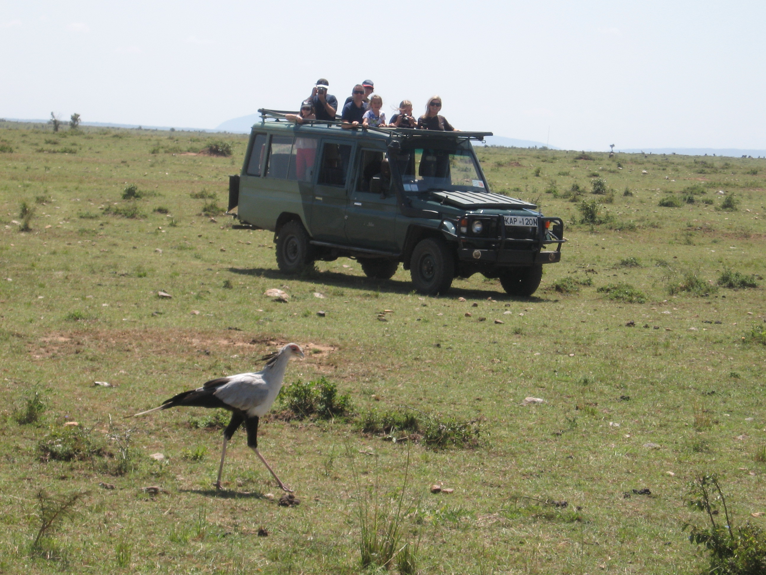 Secretarybird