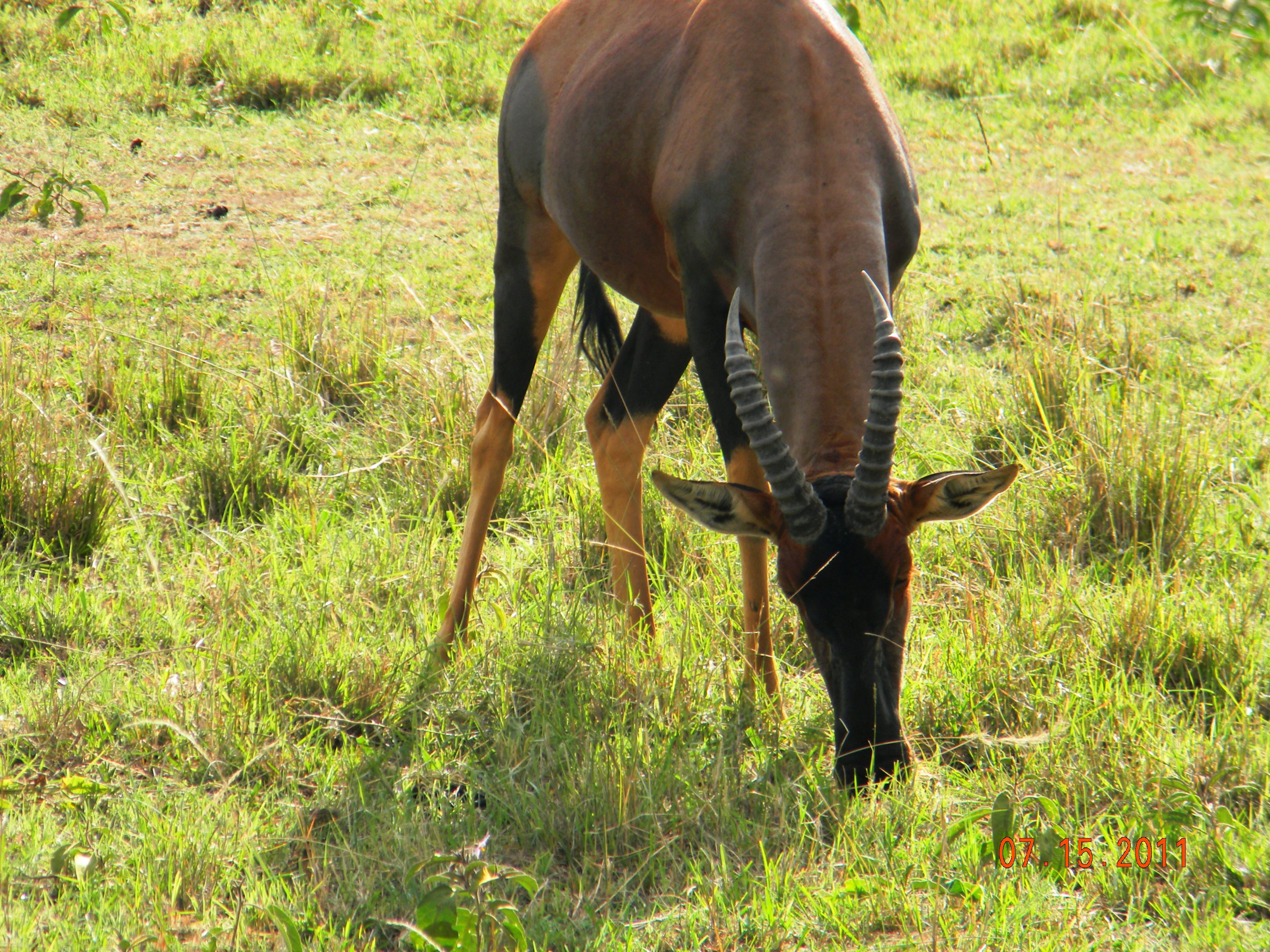 Topi