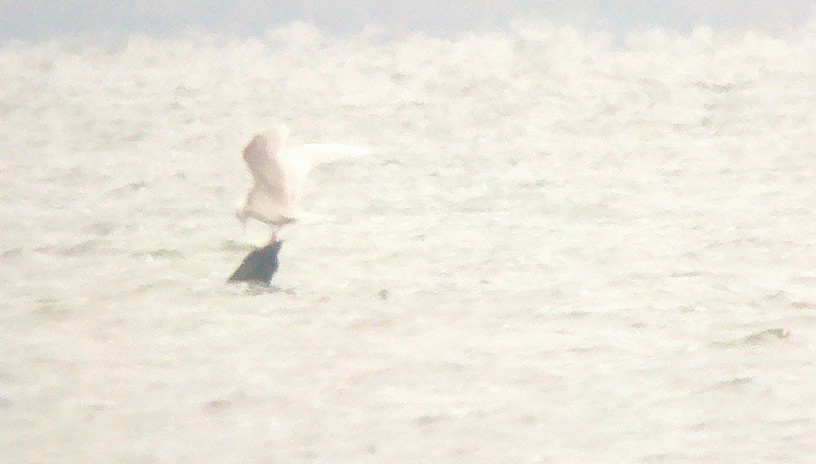 Glaucous Gull