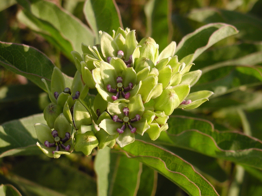 Asclepias viridis