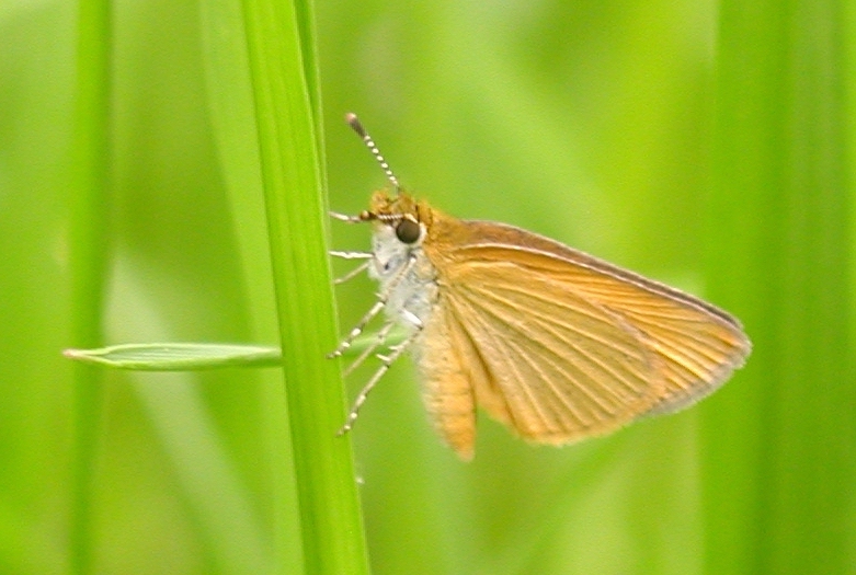 Delaware Skipper