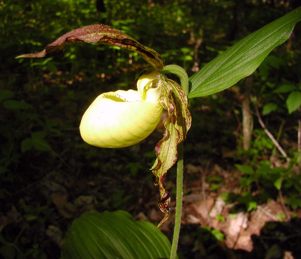 Cypripedium kentuckiense