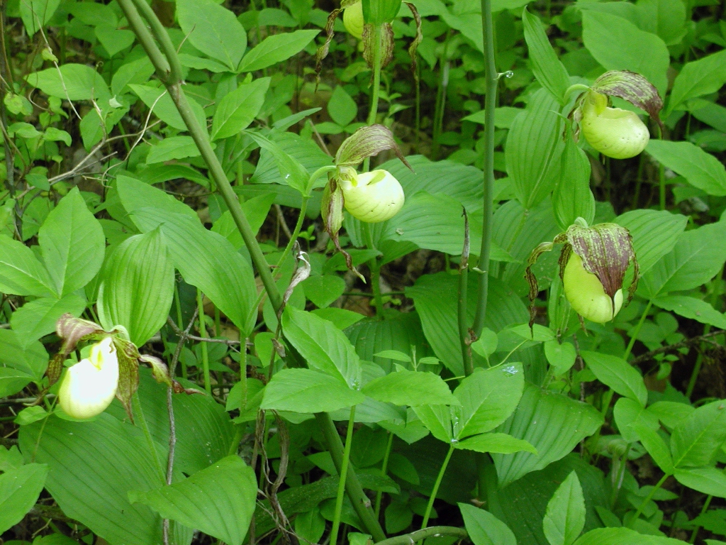 Cypripedium kentuckiense