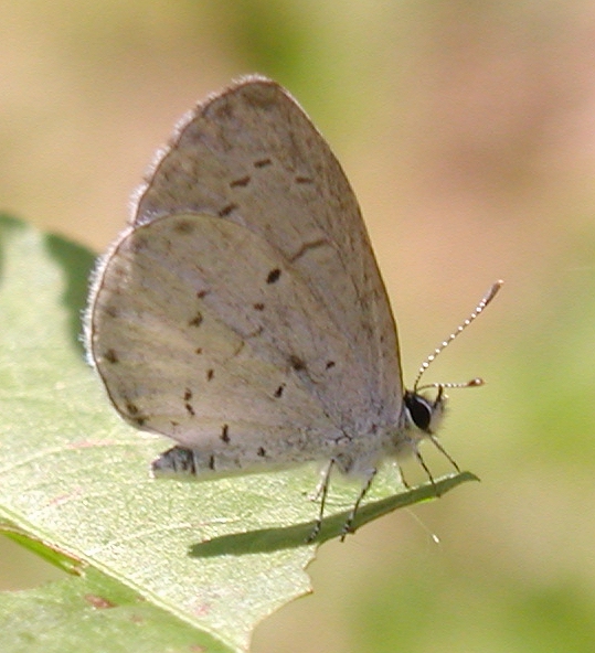 Spring Azure