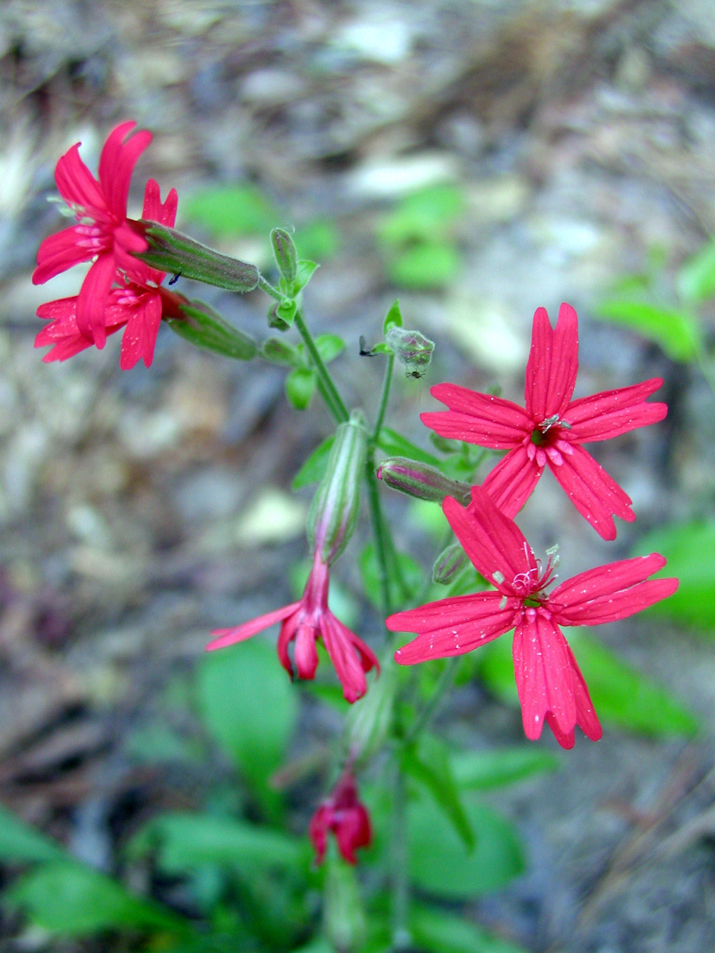 Silene virginica