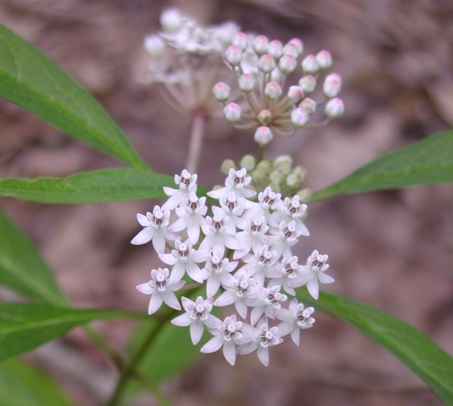 Asclepias perennis