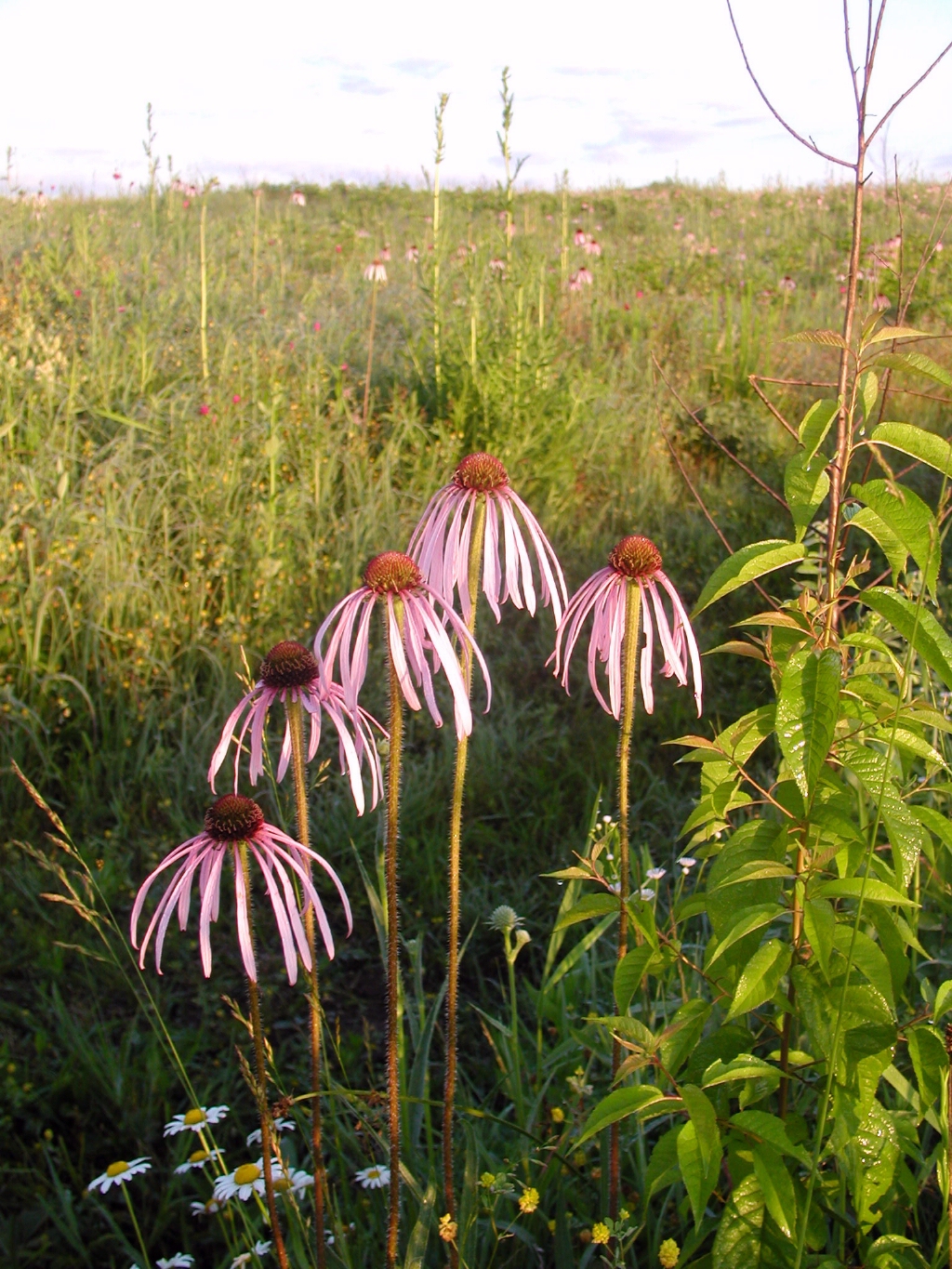Echinacea pallida