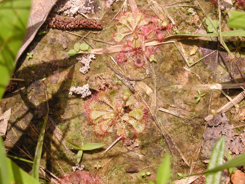 Drosera brevifolia