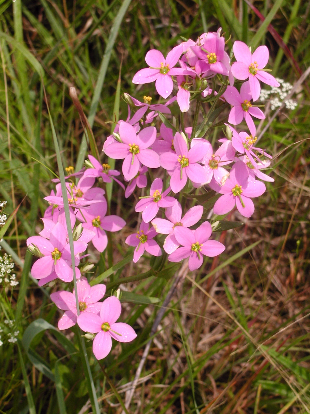 Sabatia angularis
