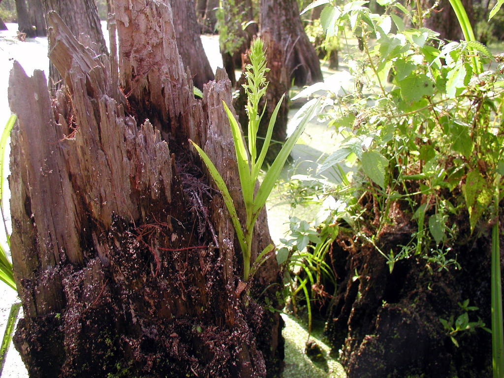 Habenaria repens