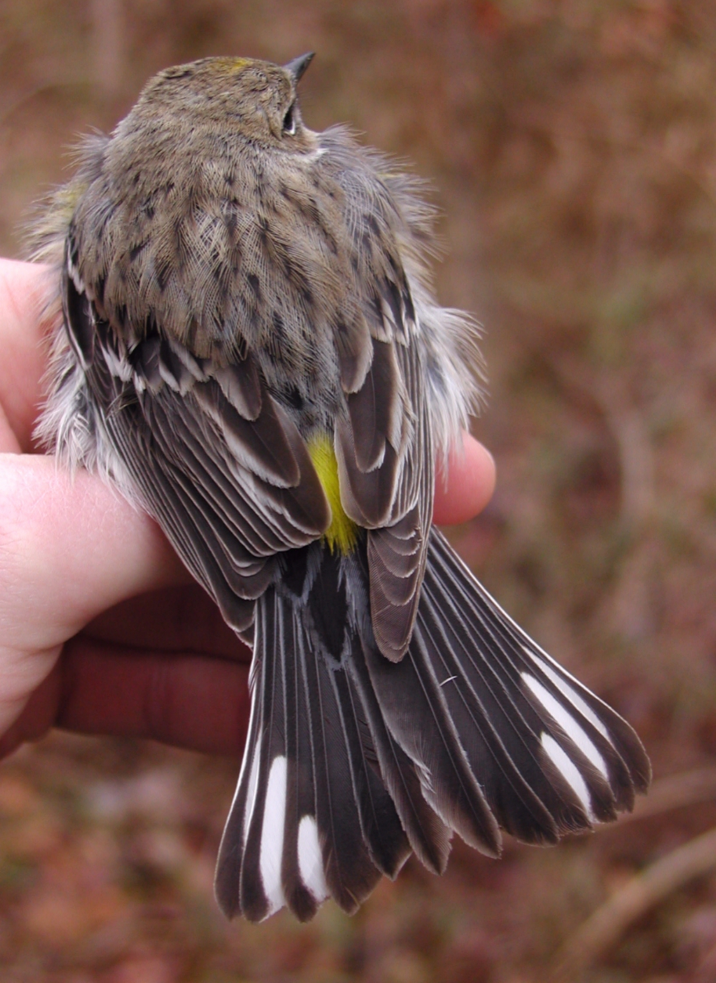 Yellow-rumped Warbler