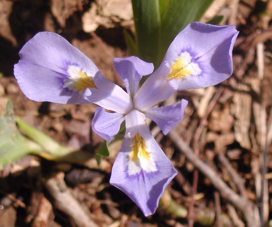 Iris cristata