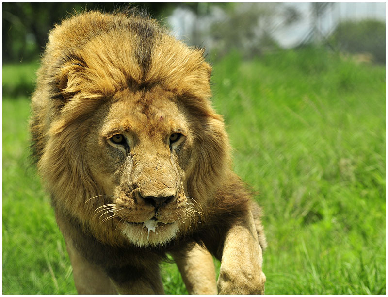 Lion Gweru, Zimbabwe