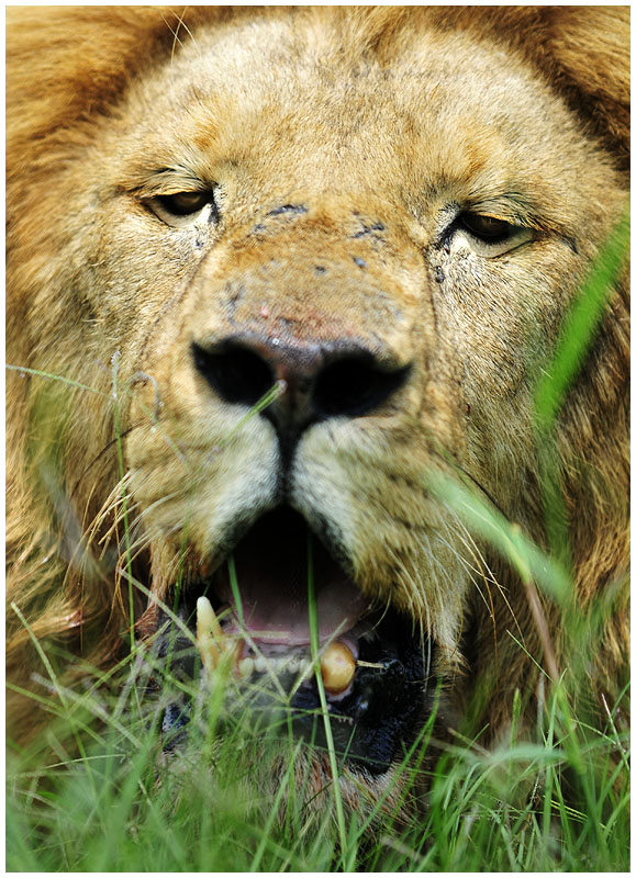 Lion Gweru, Zimbabwe
