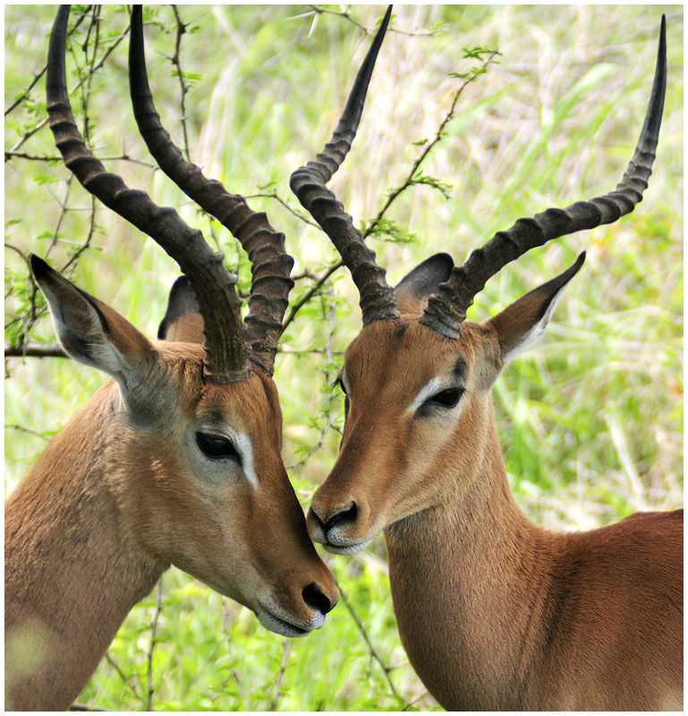 Dear like things, Kruger NP, South Africa