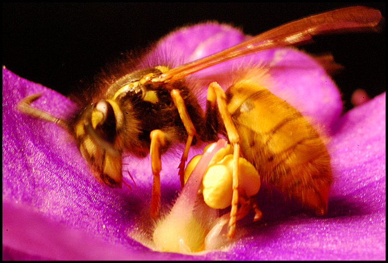 wasp6.jpg