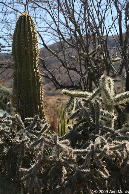 Cactus Garden in TorC