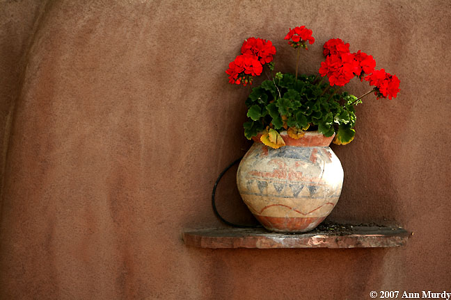 Geraniums in pot