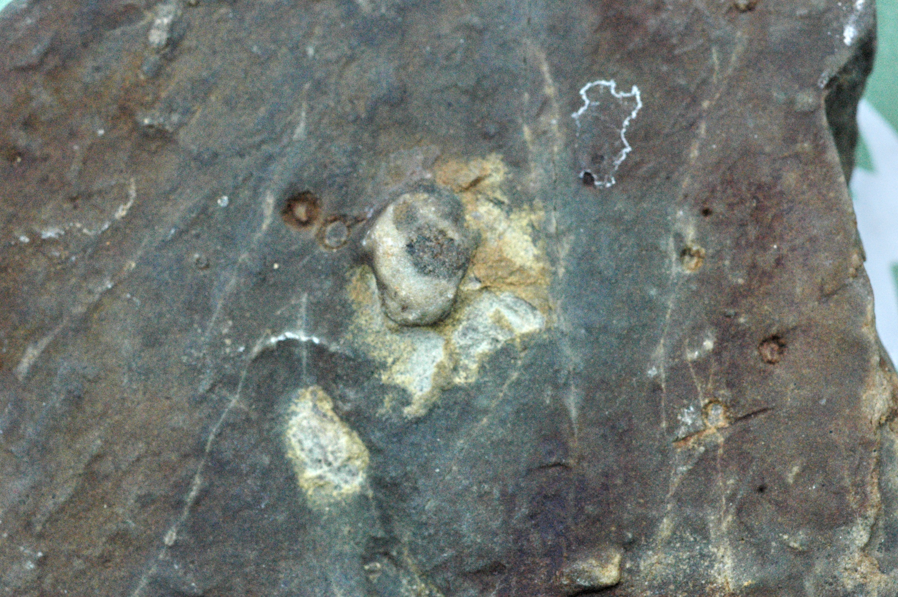 fossil 7.jpg