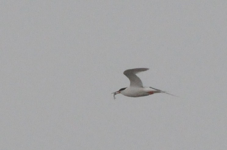 roseate tern