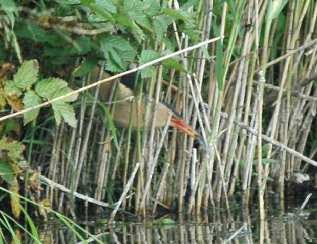 Little bittern catching fish 2