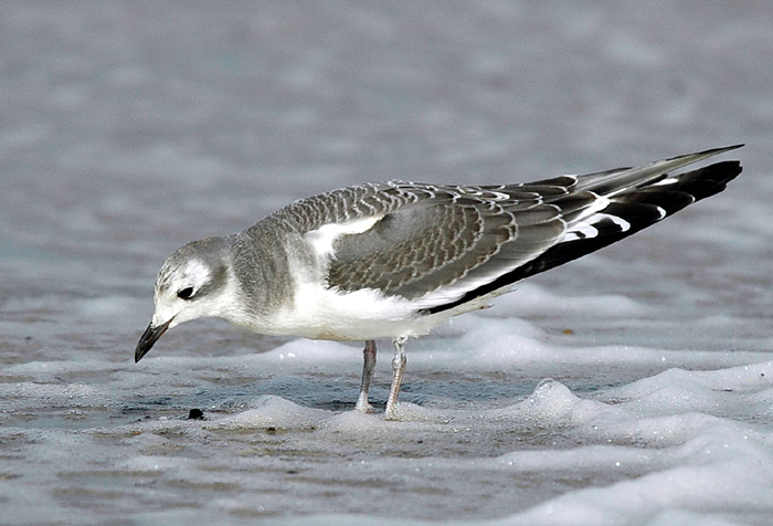 Sabines gull (Trnms)