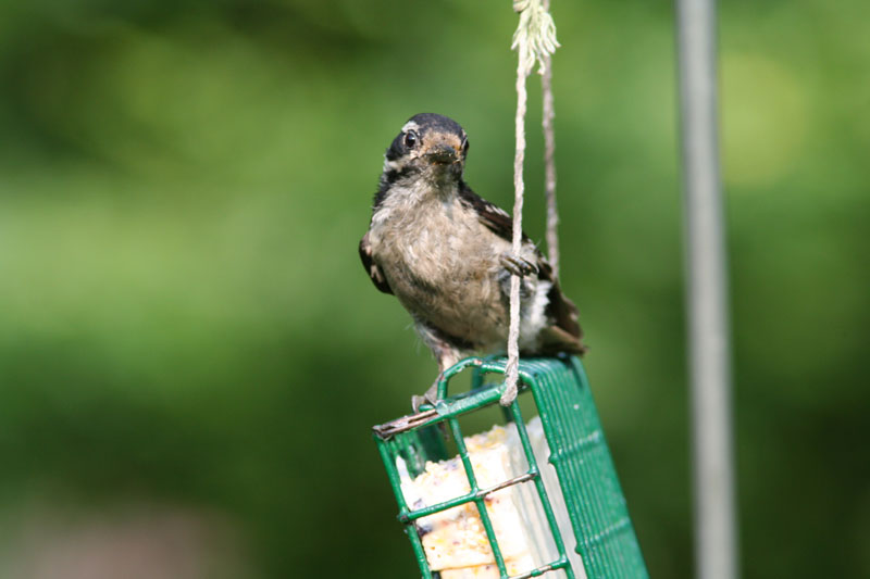 Downy Woodpecker