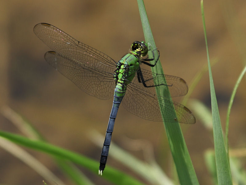 Eastern Pondhawk - Immature Male