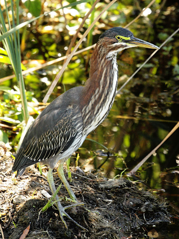 Green Heron