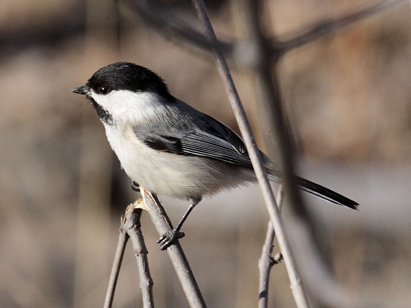 Black-capped Chickadee