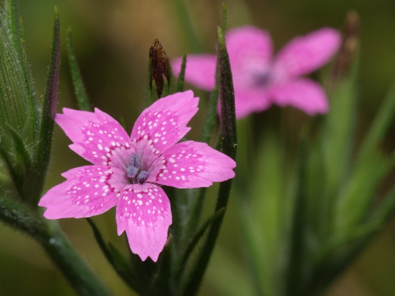 Deptford Pink