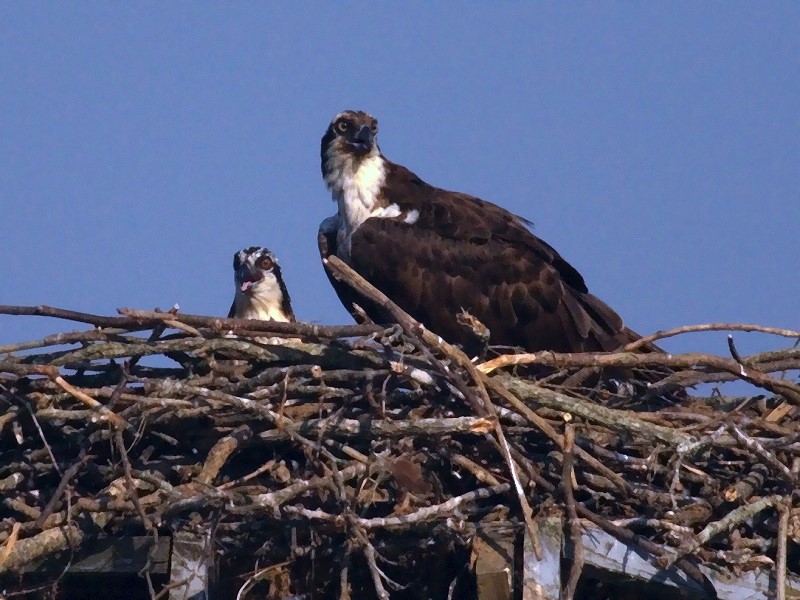 Adult Osprey and Young