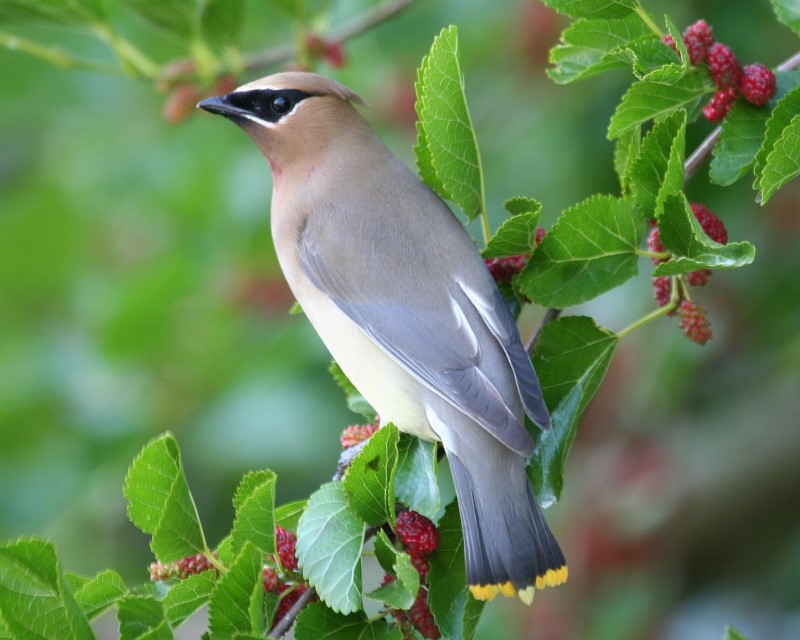 Cedar Waxwing on Mulberry