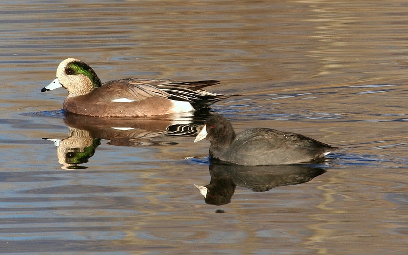 American Wigeon and American Coot