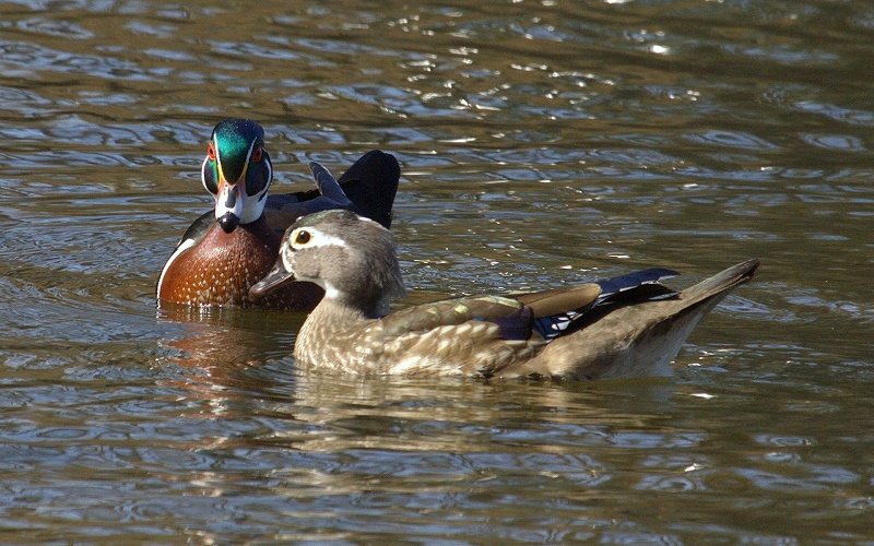 Wood Duck Couple