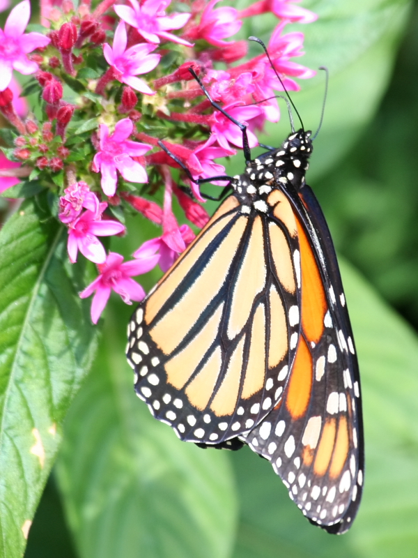 September Monarch