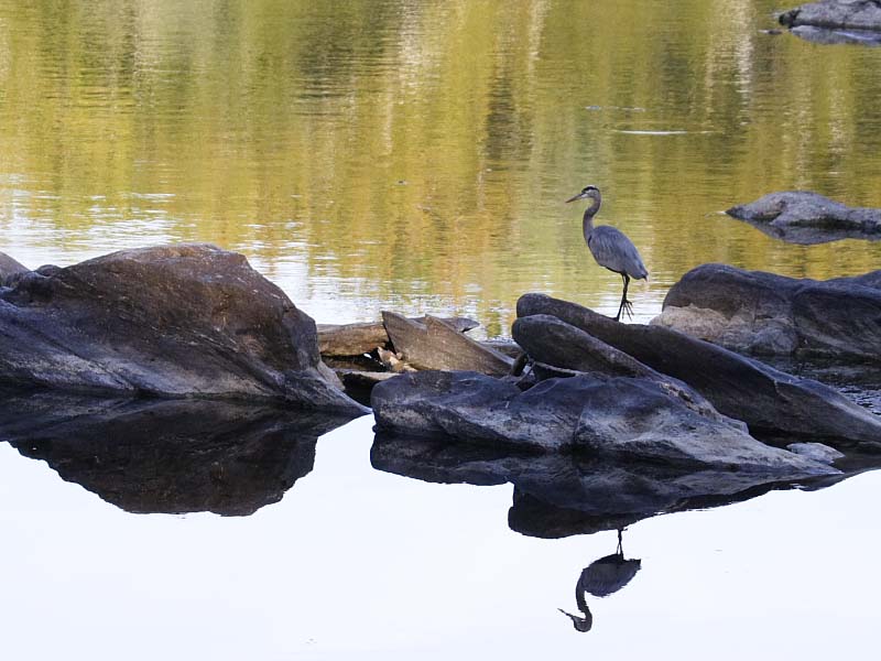 Restful Day on the Potomac