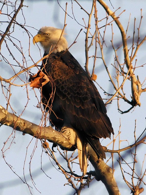 Bald Eagle At Sunrise