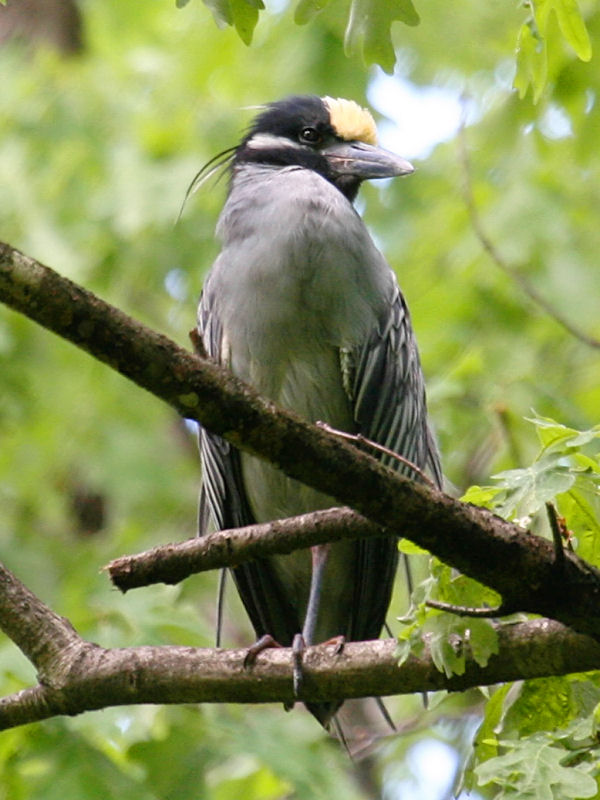 Yellow-crowned Night Heron