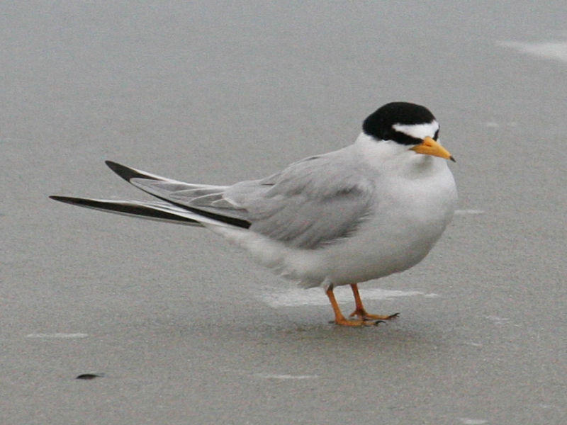 Least Tern