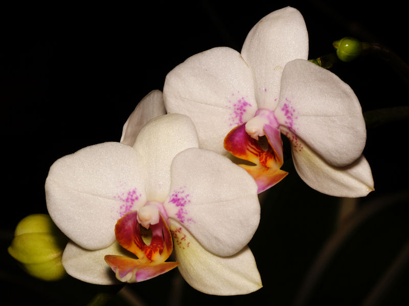 Orchid