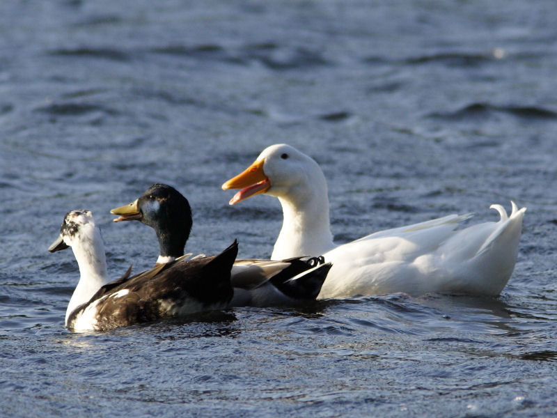 Three Quackers