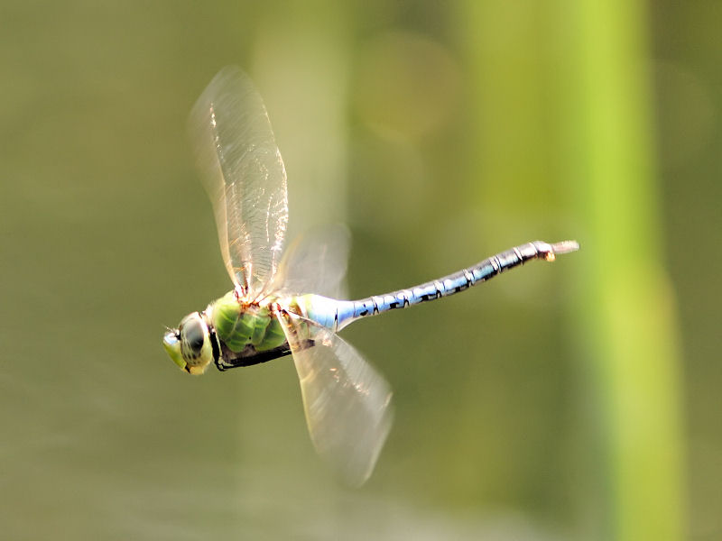 Common Green Darner