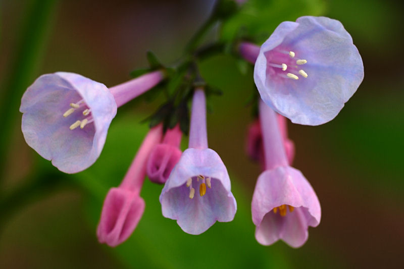 Virginia Bluebells
