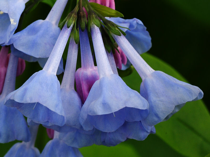 Bluebells