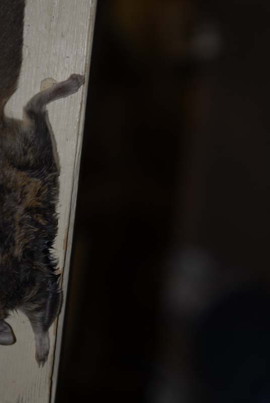 Things the cat brings home