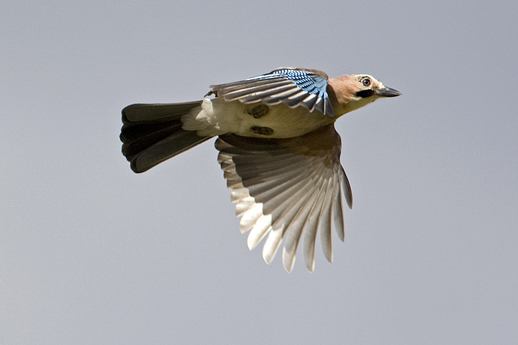 Ghiandaia  (Garrulus glandarius)