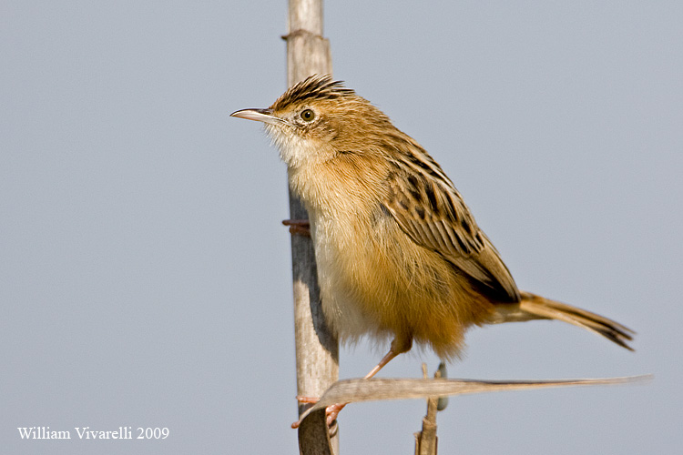 Beccamoschno  (Cisticola juncidis)