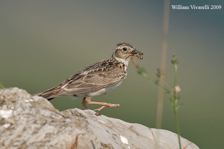 Allodola (Alauda arvensis)